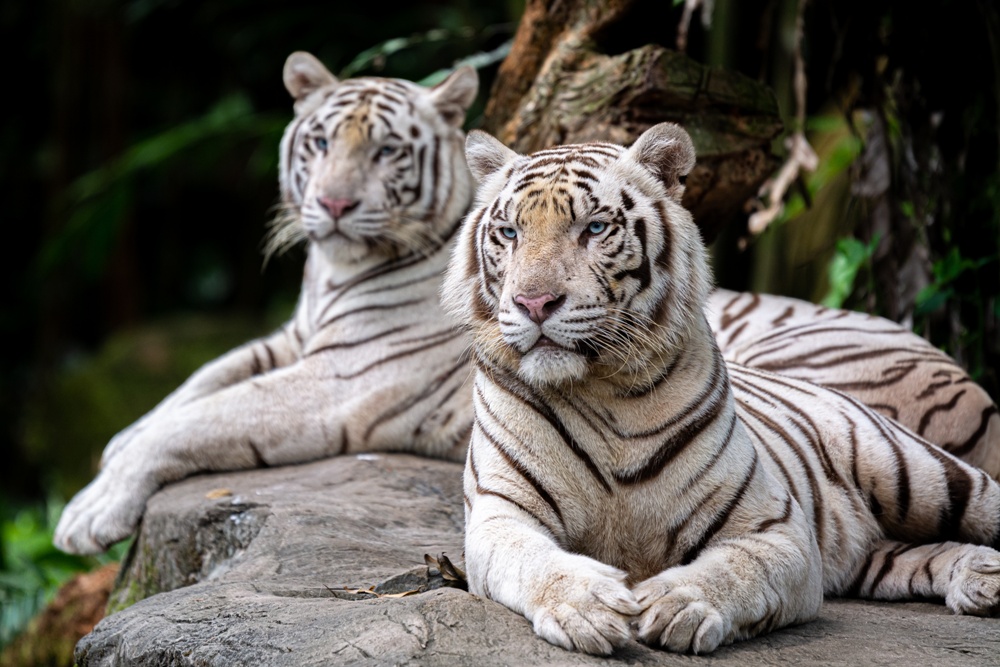 シンガポール動物園のホワイトタイガー