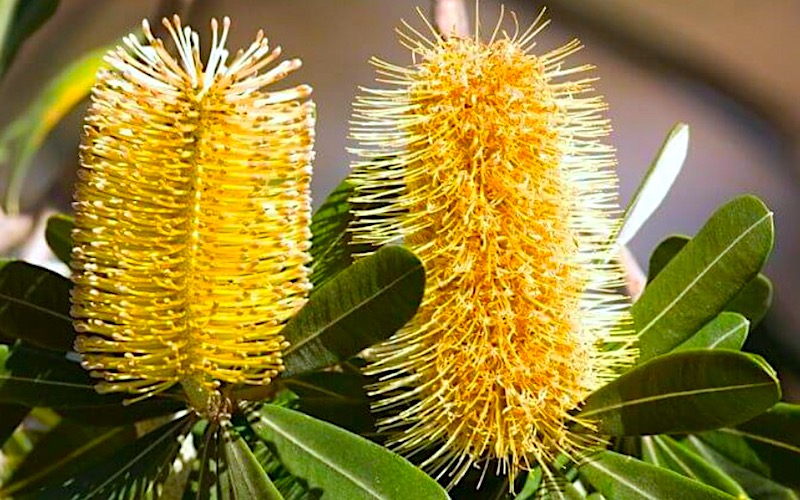 オーストラリア 植物