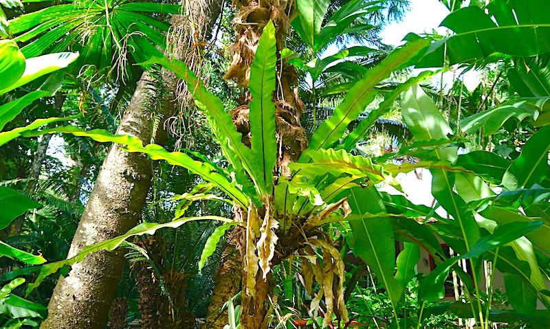 オーストラリア 植物