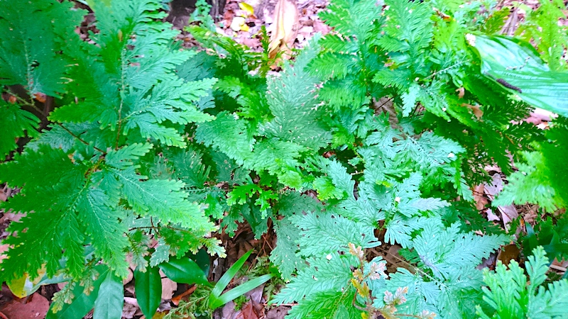 オーストラリア 植物