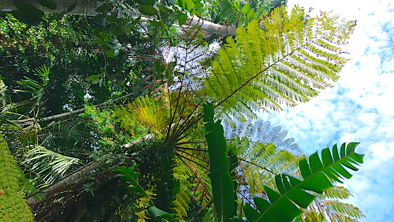 オーストラリア 植物