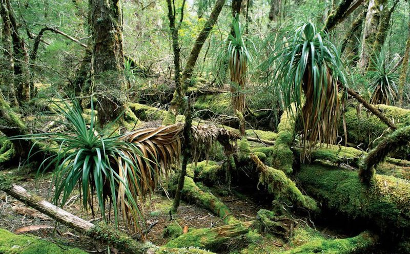 オーストラリア 植物