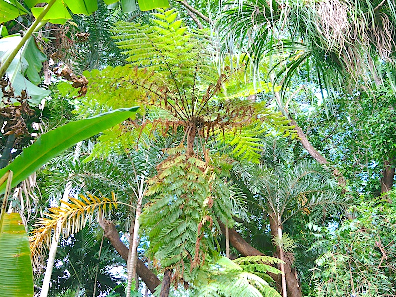 オーストラリア 植物